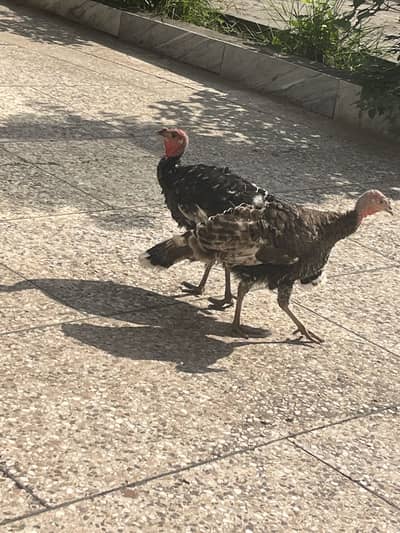 Turkey
