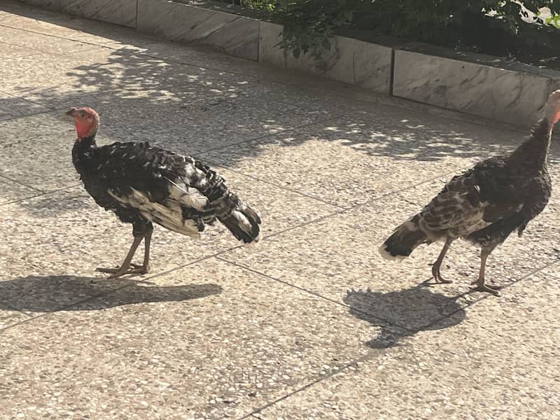 Turkey 1