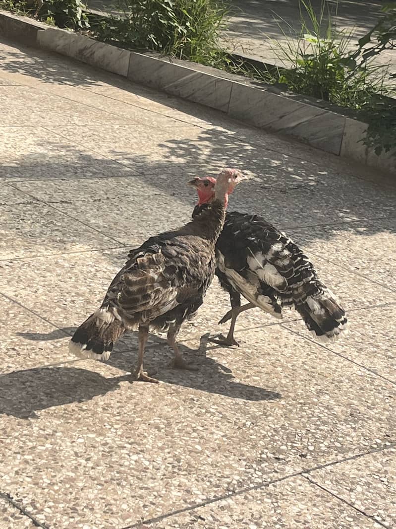 Turkey 2