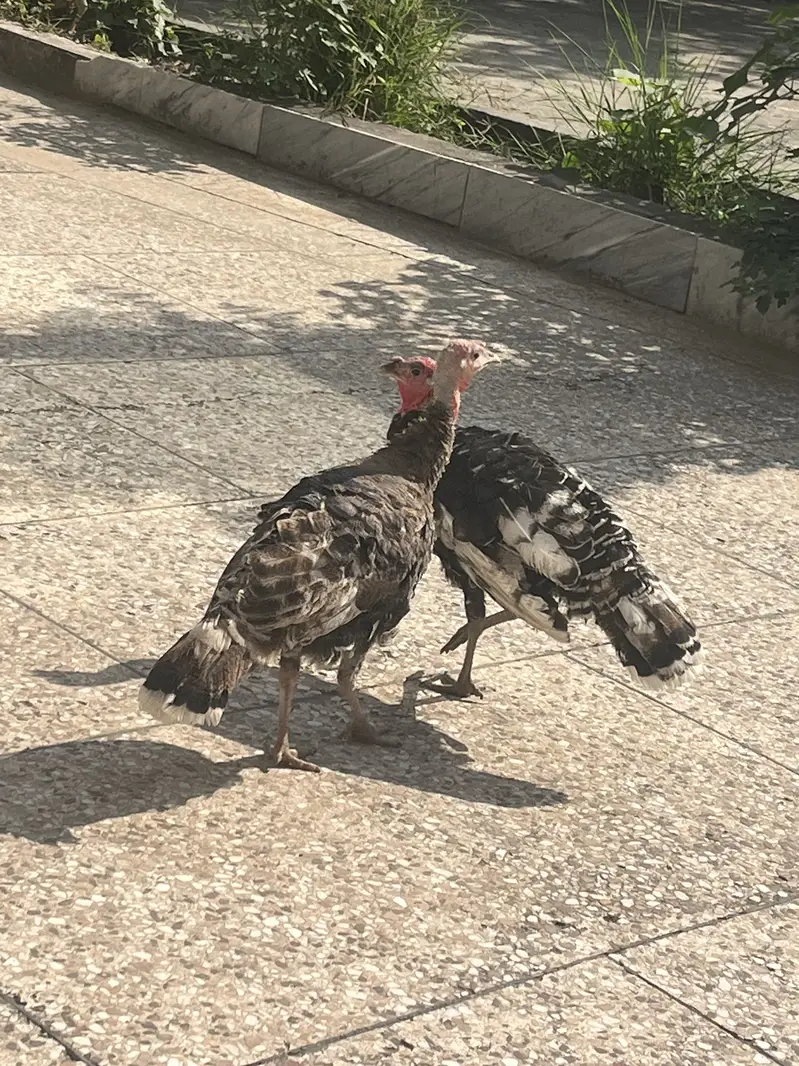 Turkey — photo 3