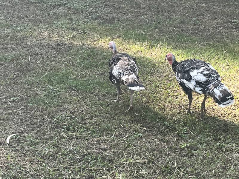 Turkey 3