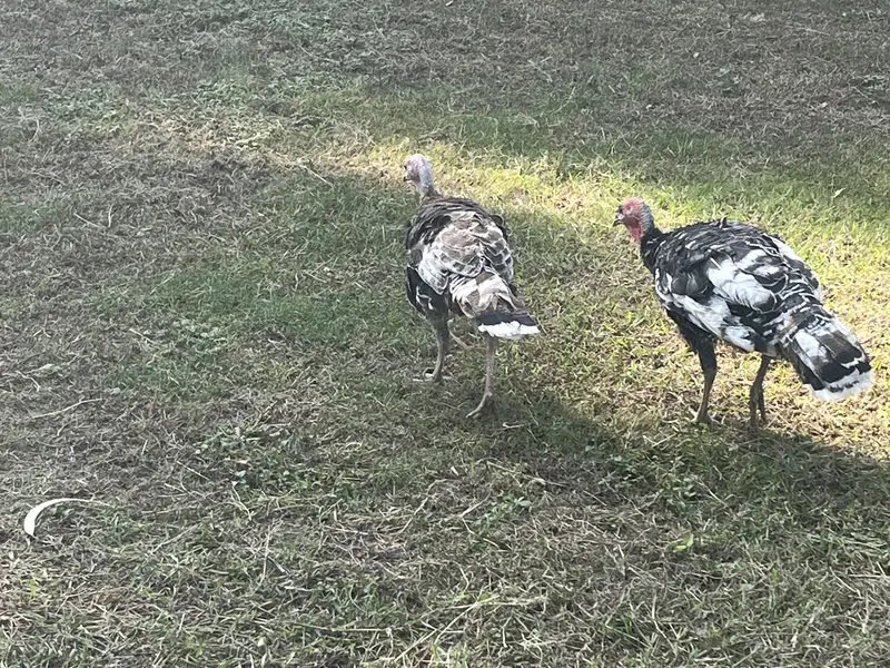 Turkey — photo 4