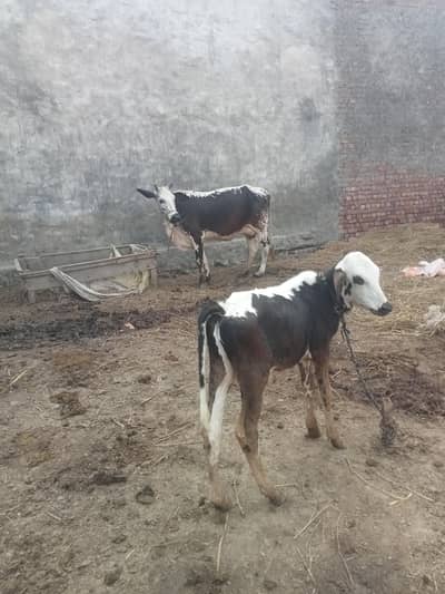 cow for sell