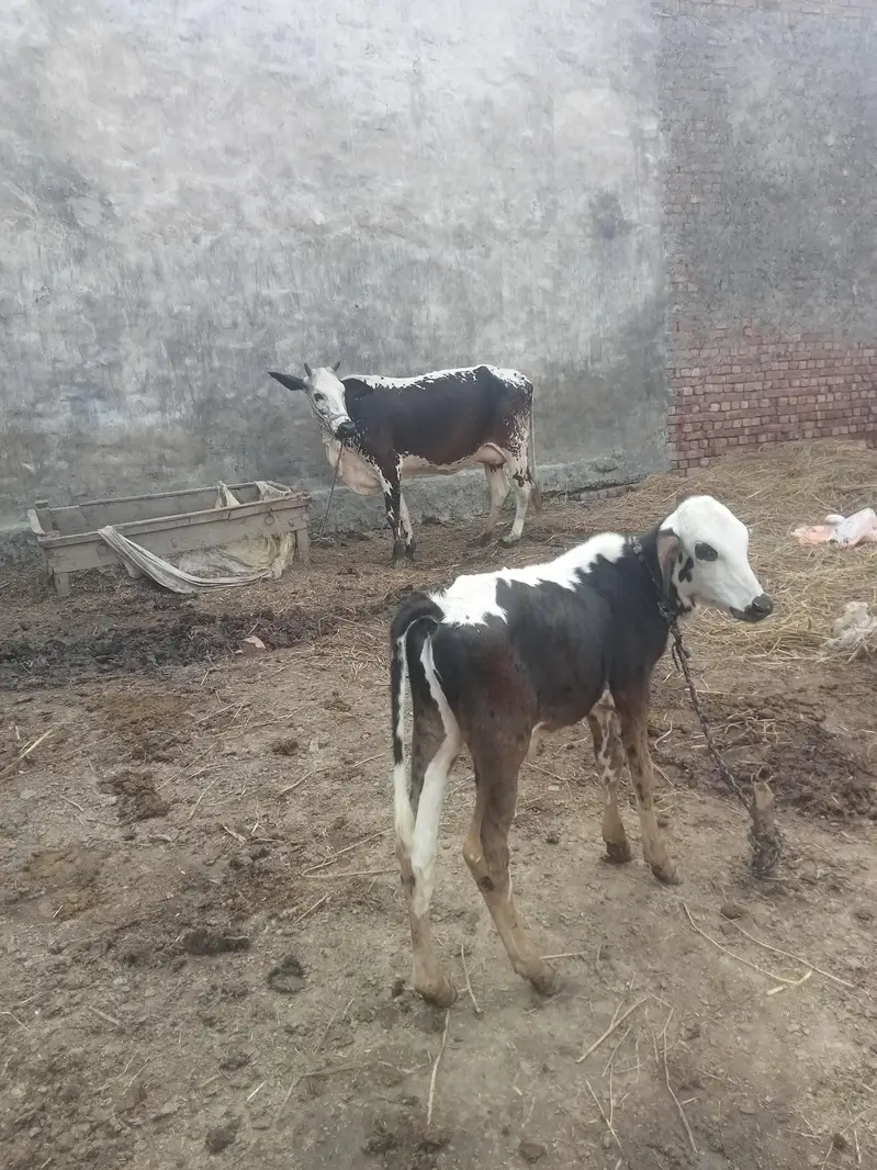 cow for sell