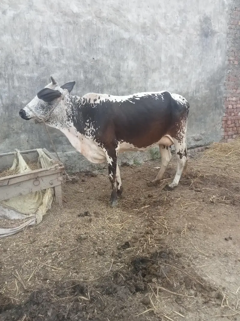 cow for sell — photo 2