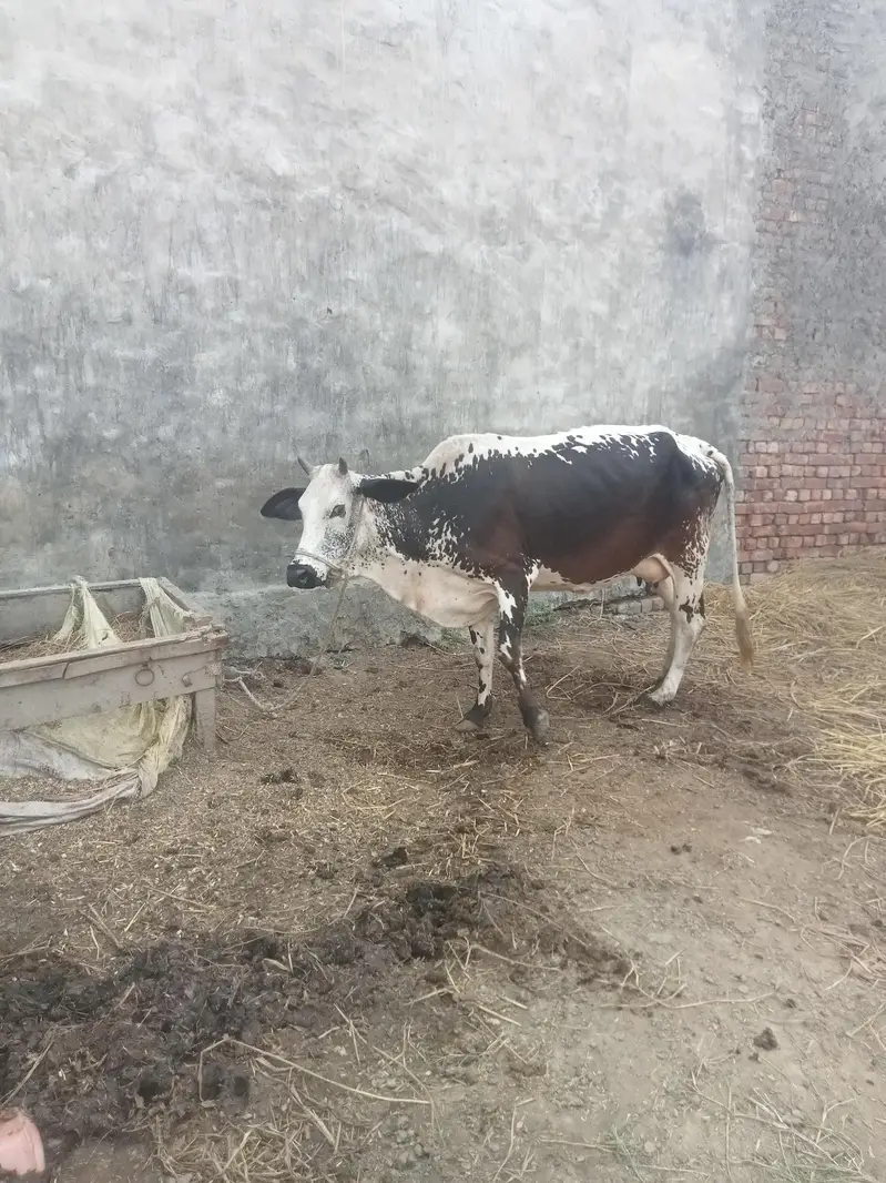 cow for sell — photo 3