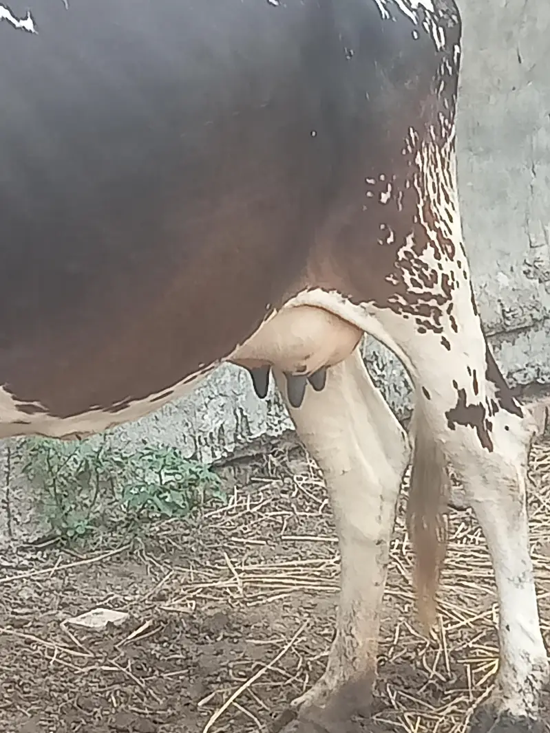 cow for sell — photo 4