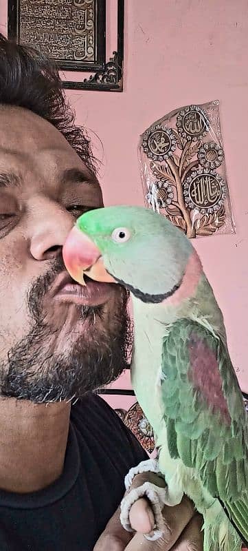 raw parrot