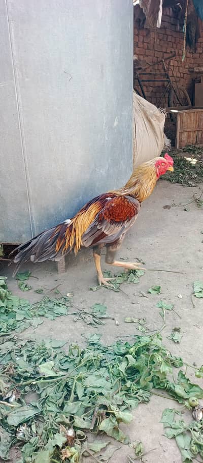 Aseel Murgah Aik Aseel Murgi Braye Frokht