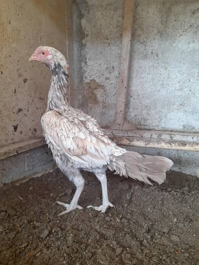 shajri female Mianwali