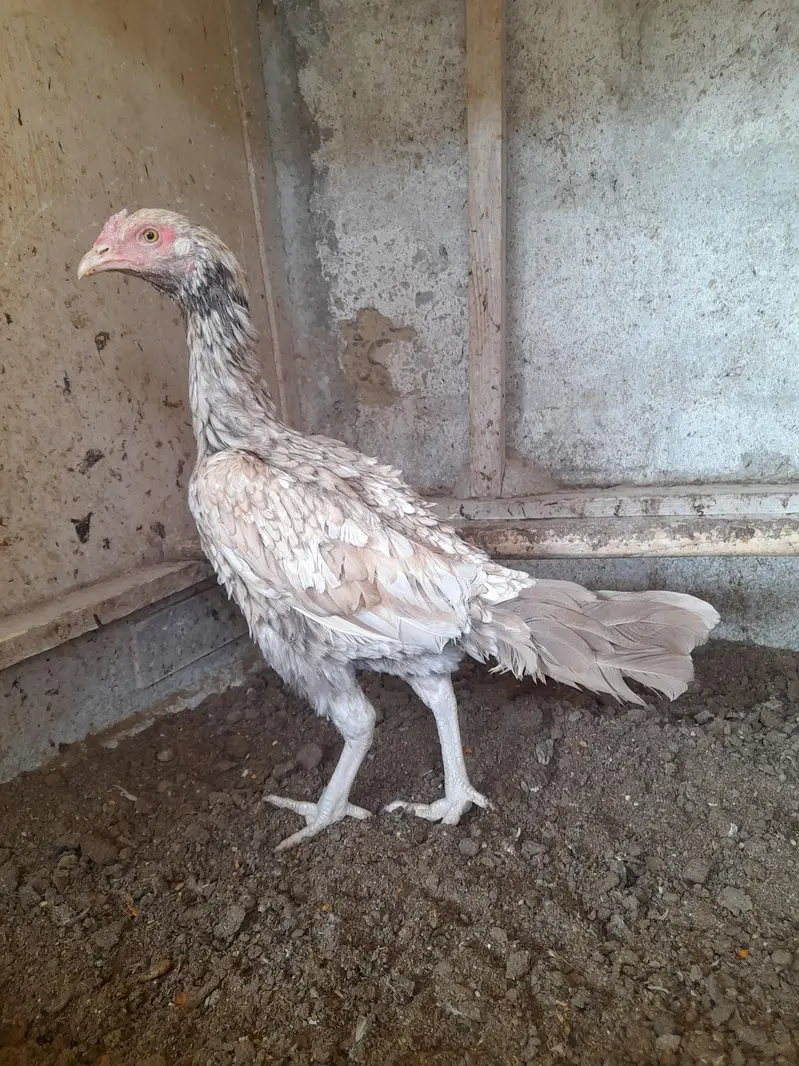 shajri female Mianwali — photo 2