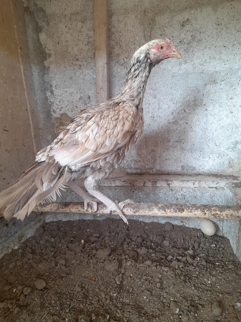 shajri female Mianwali — photo 3