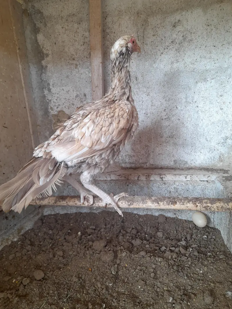 shajri female Mianwali — photo 4