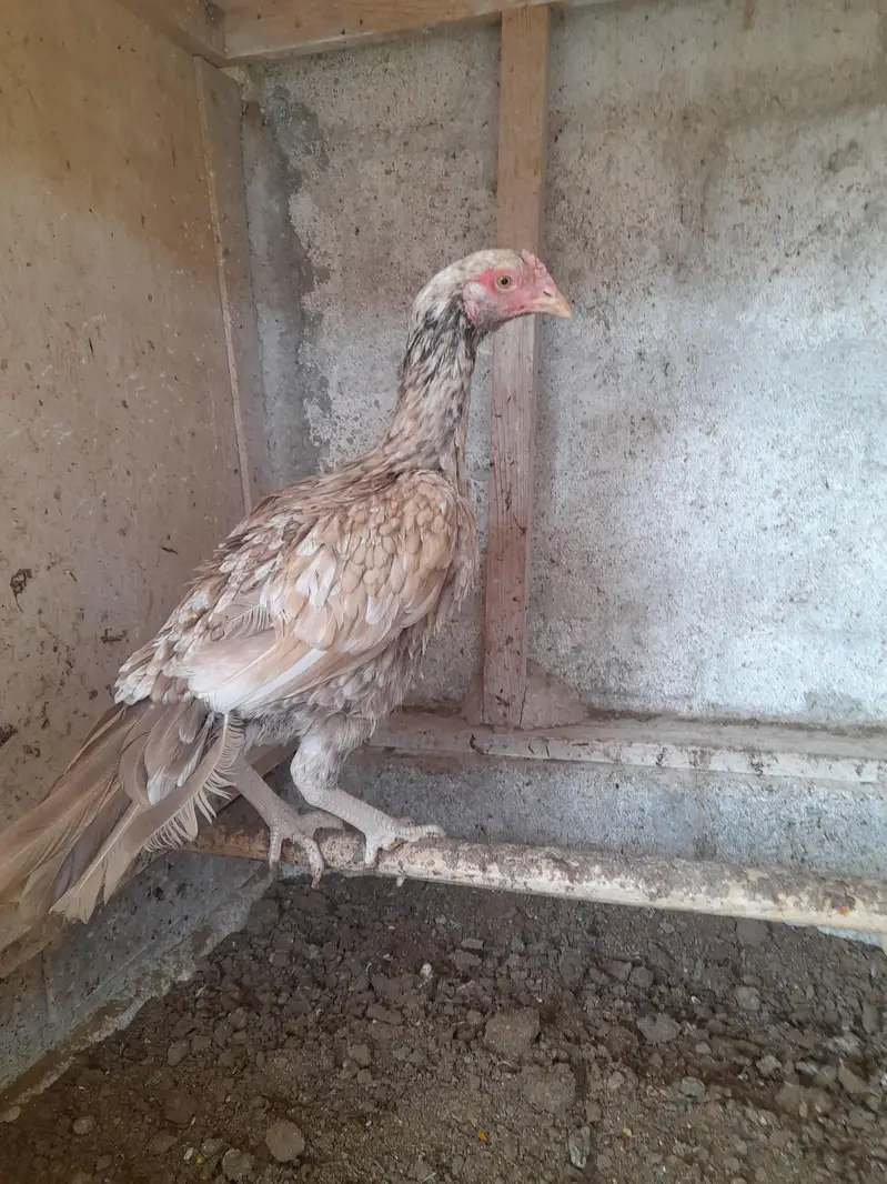 shajri female Mianwali — photo 5