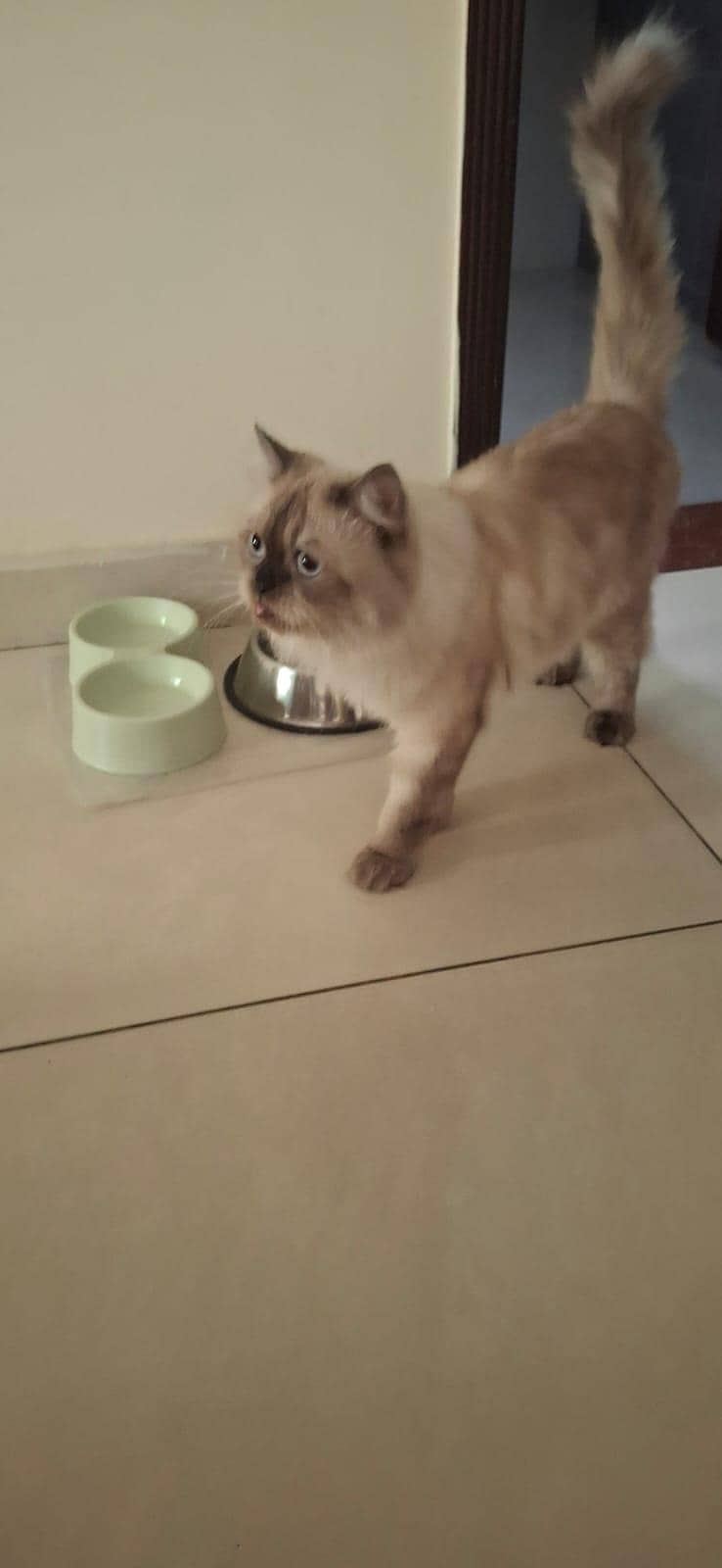 Persian cat 0