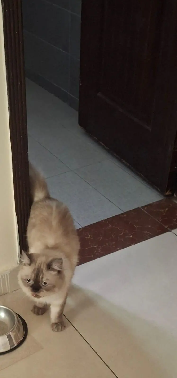 Persian cat — photo 2
