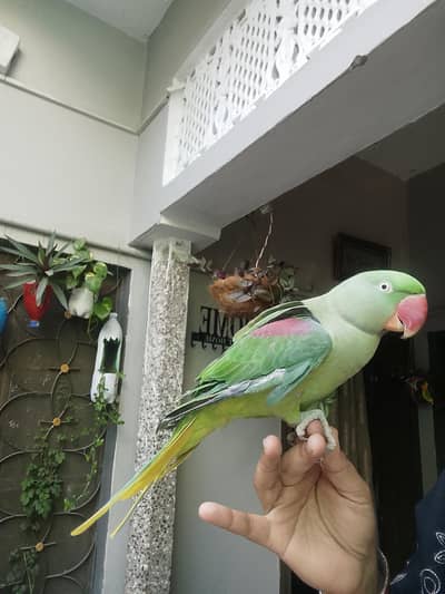 hand tame talking raw