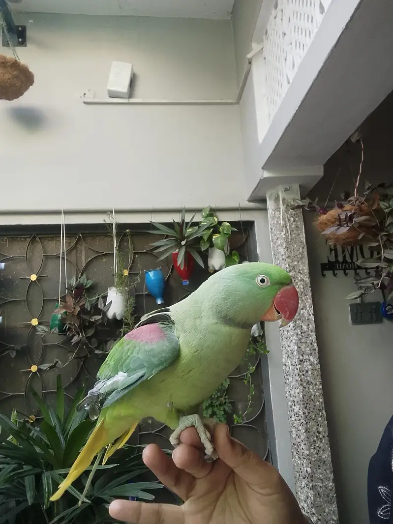 hand tame talking raw — photo 2