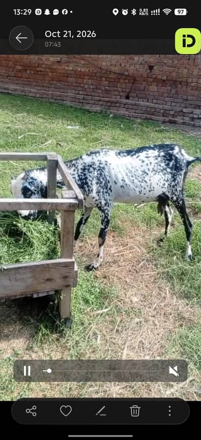 Desi bakri aur pichy 1 bakra