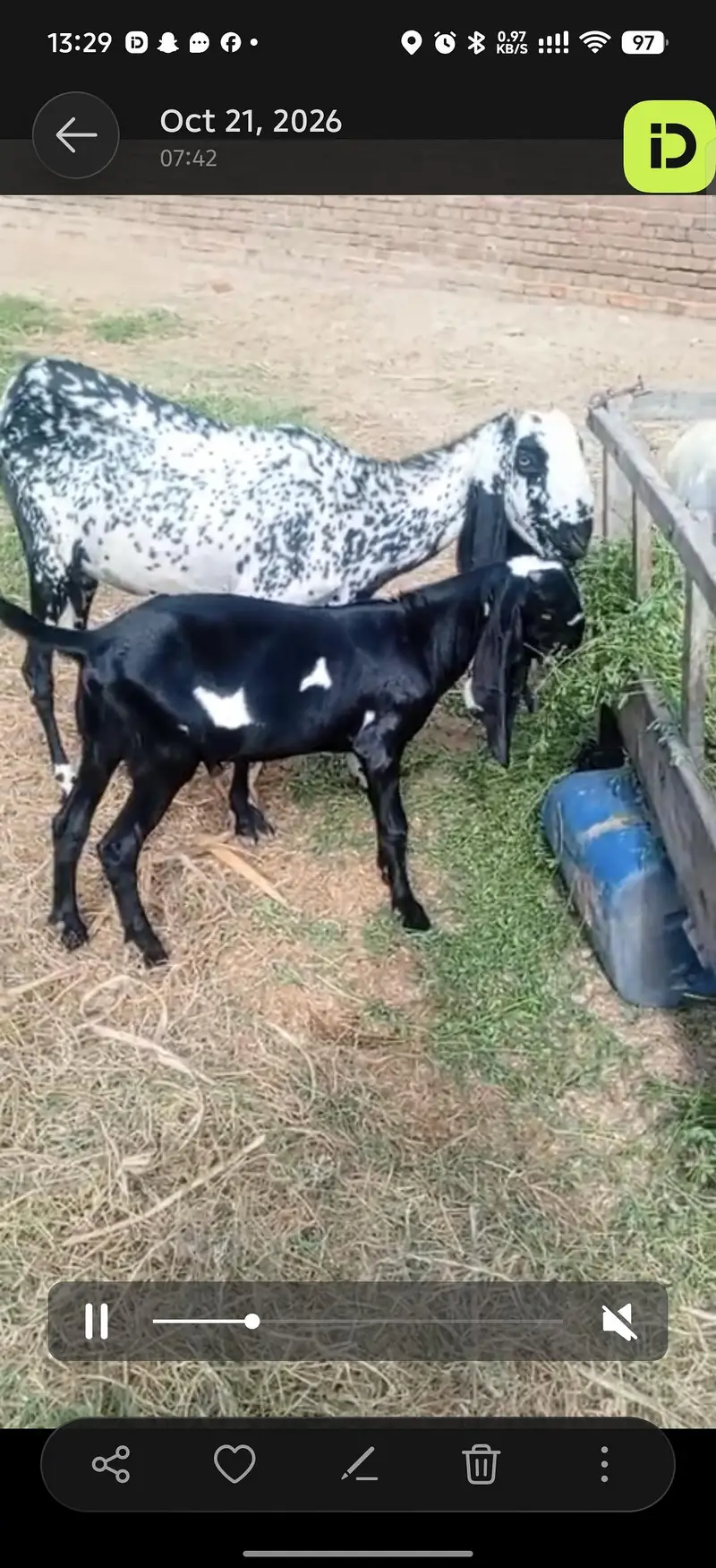 Desi bakri aur pichy 1 bakra — photo 2