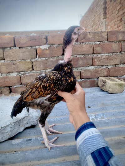 Peela Aseel chick/ lakhi madi