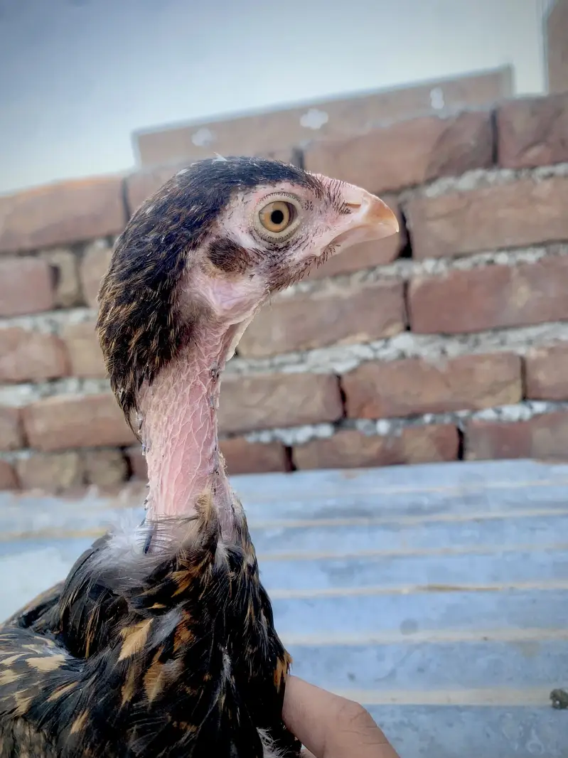 Peela Aseel chick/ lakhi madi — photo 2