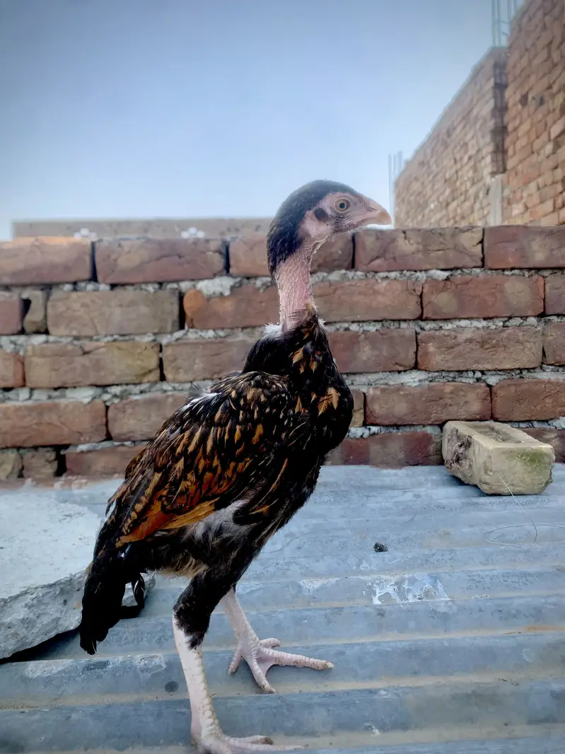 Peela Aseel chick/ lakhi madi — photo 3