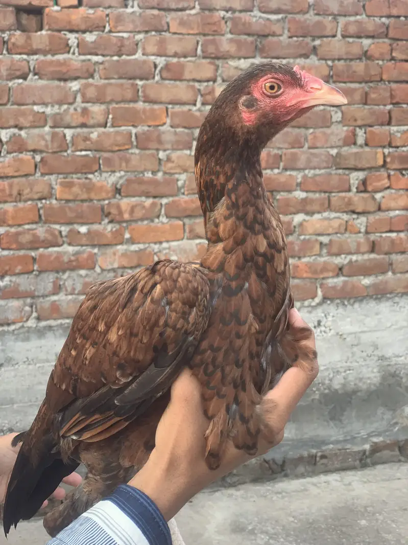 Peela Aseel chick/ lakhi madi — photo 5