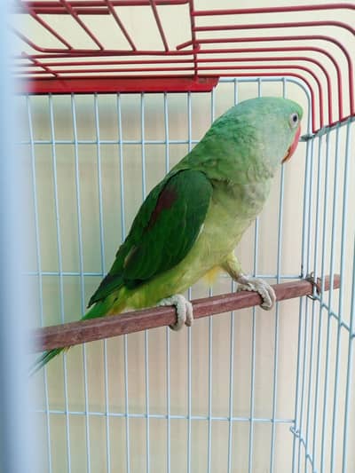 > Healthy & Active Raw Parrot Green Male 12 Months - Talking