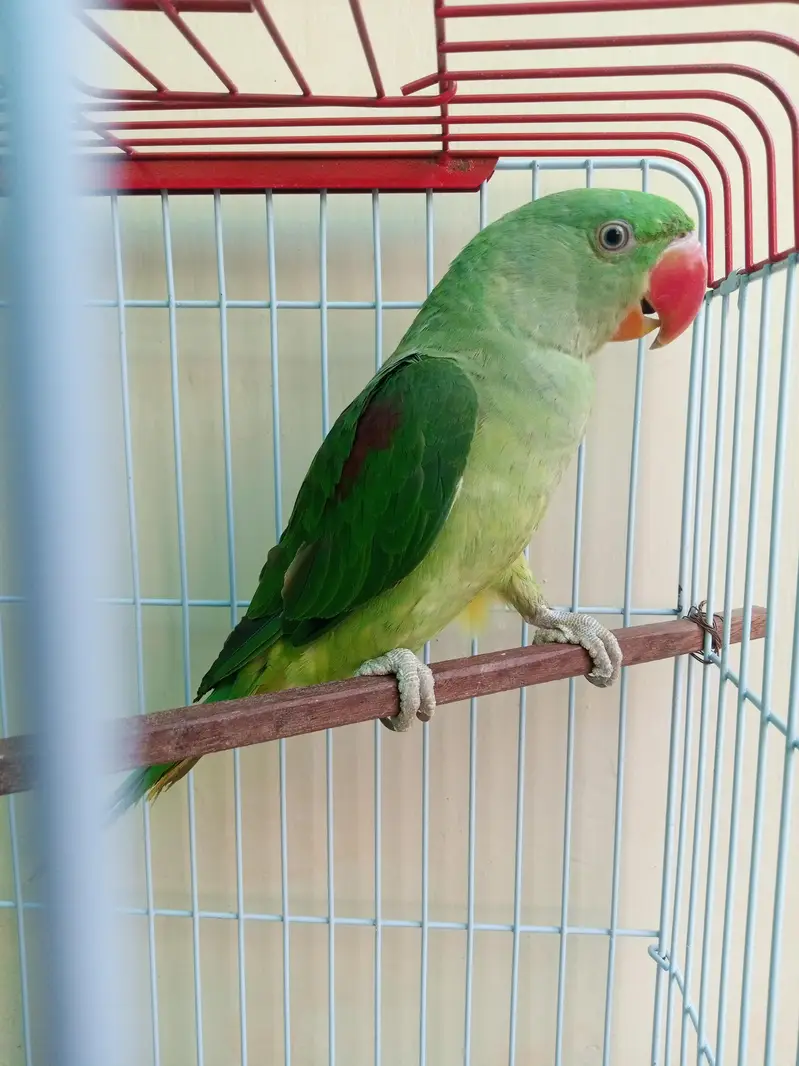 > Healthy & Active Raw Parrot Green Male 12 Months - Talking — photo 2
