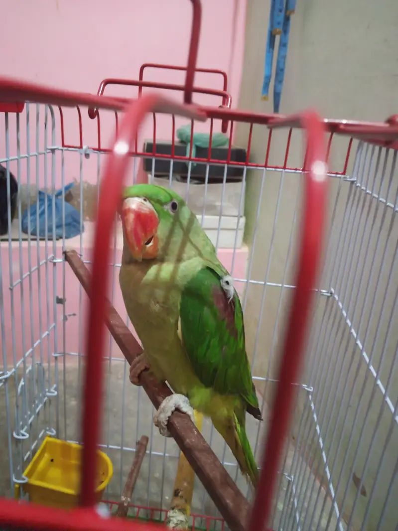 > Healthy & Active Raw Parrot Green Male 12 Months - Talking — photo 3