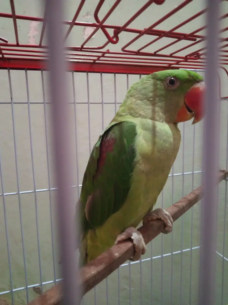 > Healthy & Active Raw Parrot Green Male 12 Months - Talking — photo 4