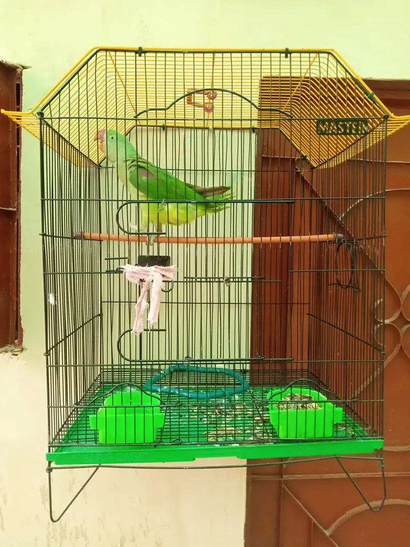 > Healthy & Active Raw Parrot Green Male 12 Months - Talking — photo 5