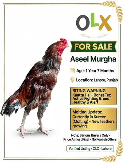 Aseel Murgha - Almost 1 Year 7 Months - Tez - Kaatta Hai