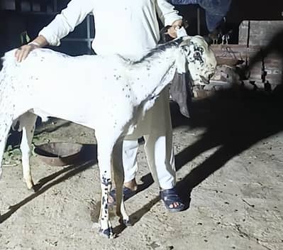 Makkhi China breeder