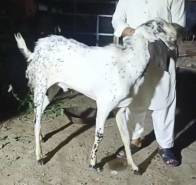 Makkhi China breeder — photo 2