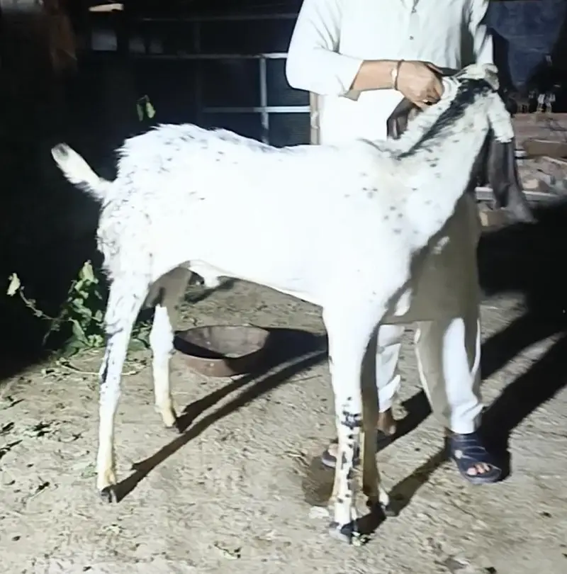 Makkhi China breeder — photo 3