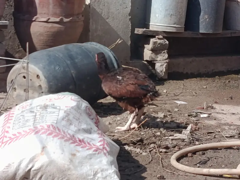 har murgi ki alag price — photo 3