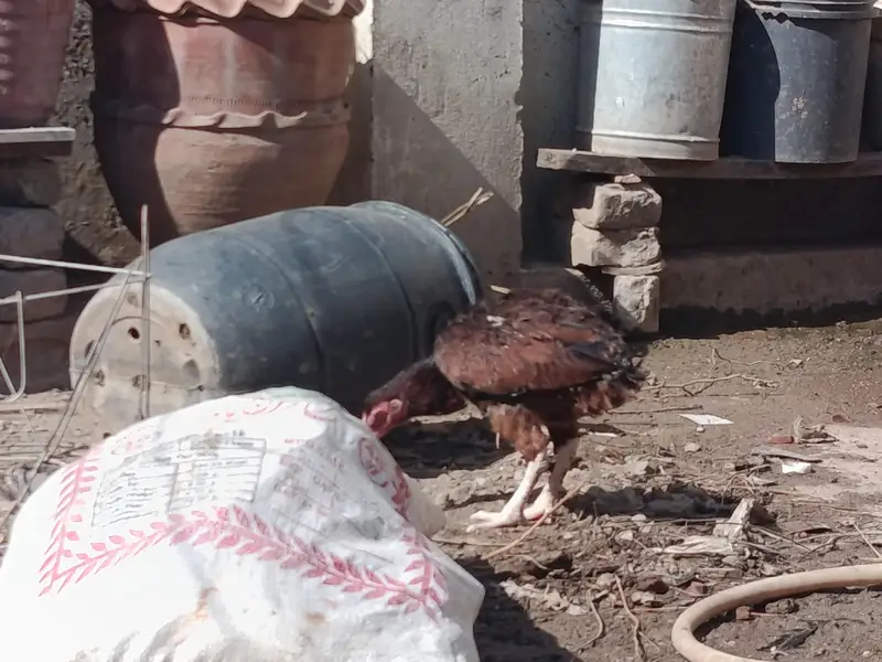 har murgi ki alag price — photo 4