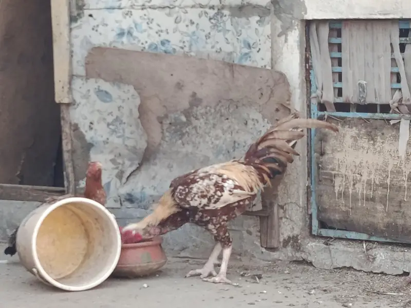 har murgi ki alag price — photo 5