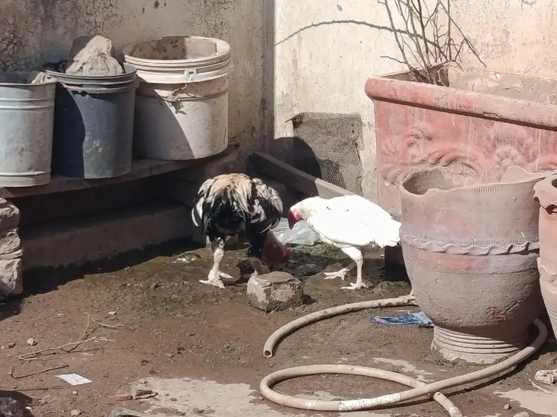 har murgi ki alag price — photo 6