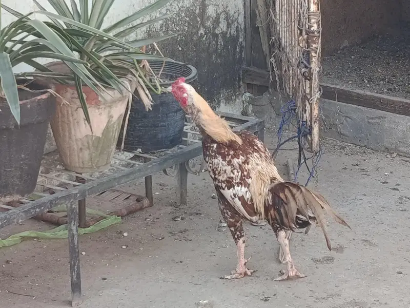 har murgi ki alag price — photo 7