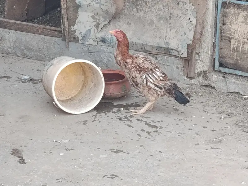 har murgi ki alag price — photo 8