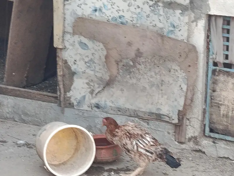 har murgi ki alag price — photo 9