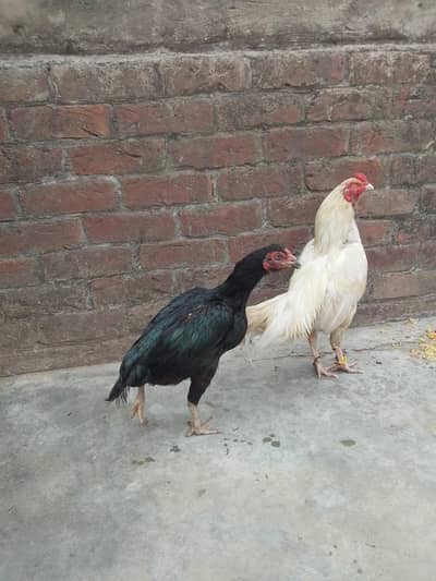 heera