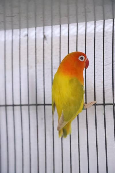 parblue palefallow split opaline male with green opaline palefallow fe