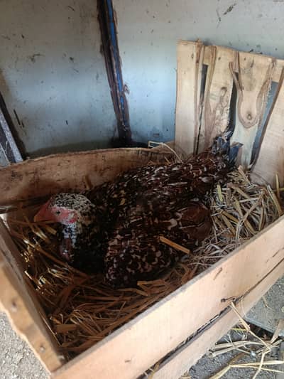 Aseel hen kruck murgi broody hen