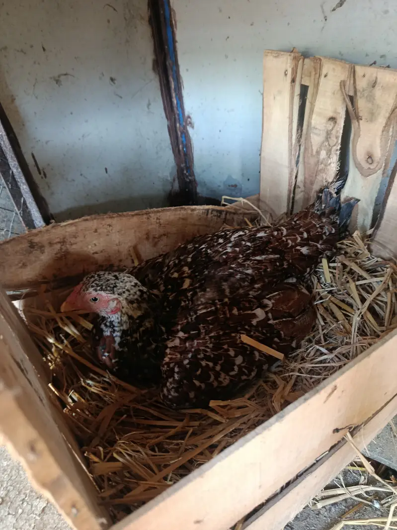 Aseel hen kruck murgi broody hen — photo 2