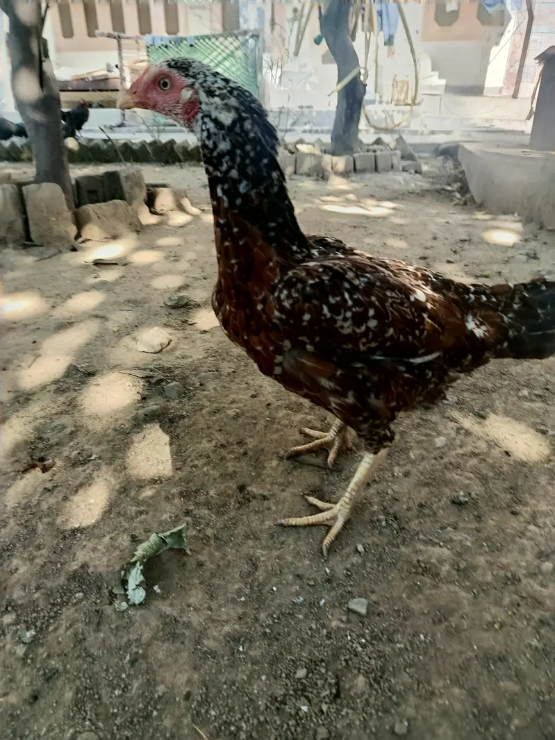 Aseel hen kruck murgi broody hen — photo 3