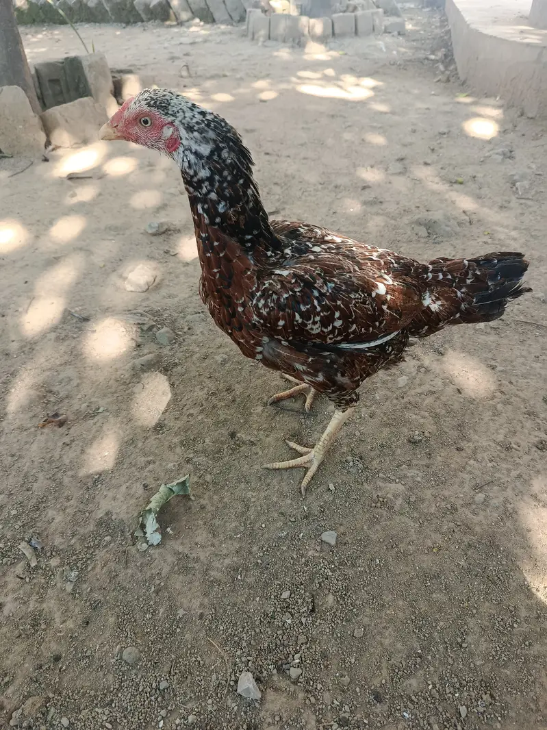 Aseel hen kruck murgi broody hen — photo 4